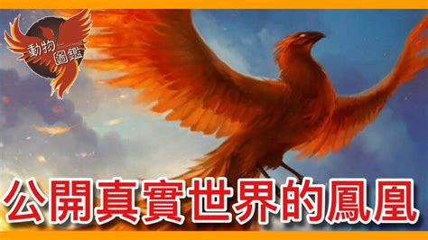 鳳凰是什麼鳥|鳳凰究竟是神話還是「真正存在」？揭開現實世界最接。